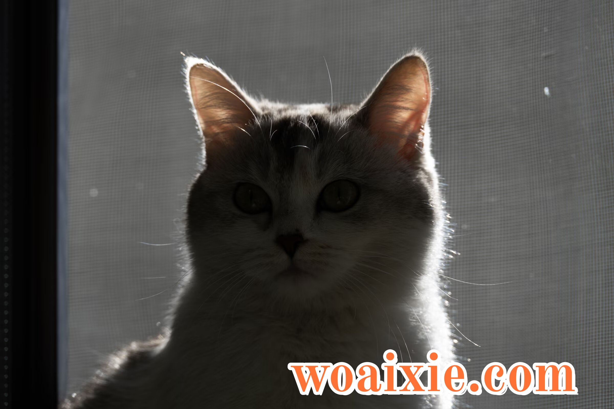 2dd93dd5c64cbff9adea6bf5b7bcdbf1