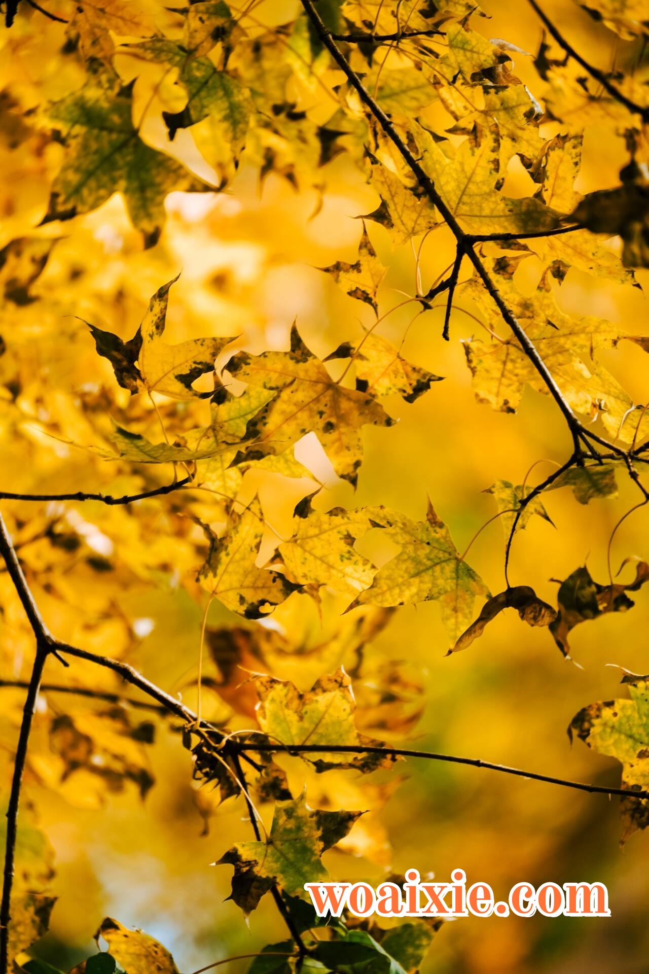 3C8916671CE784AB5529088972265783