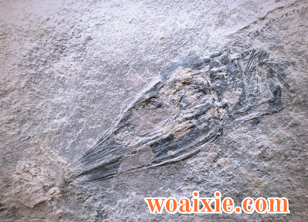 3bc60e46827825e2756b6b60a3332e5c